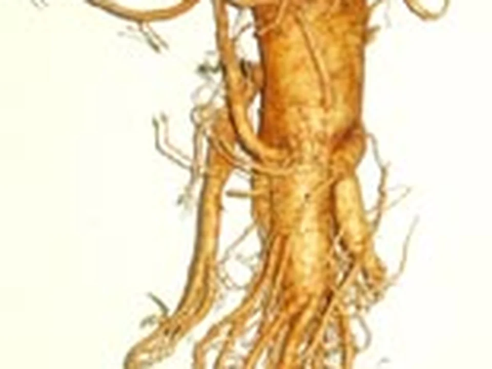 Ginsengextract