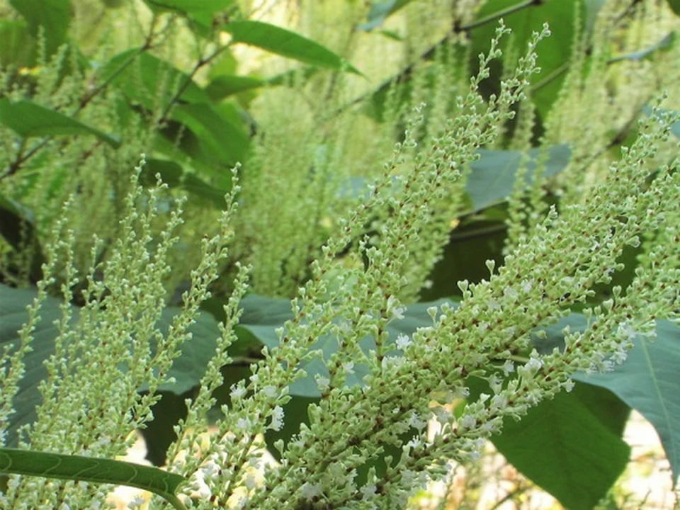 Quercetine