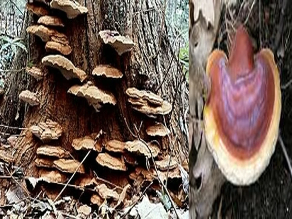 Ganoderma-extract