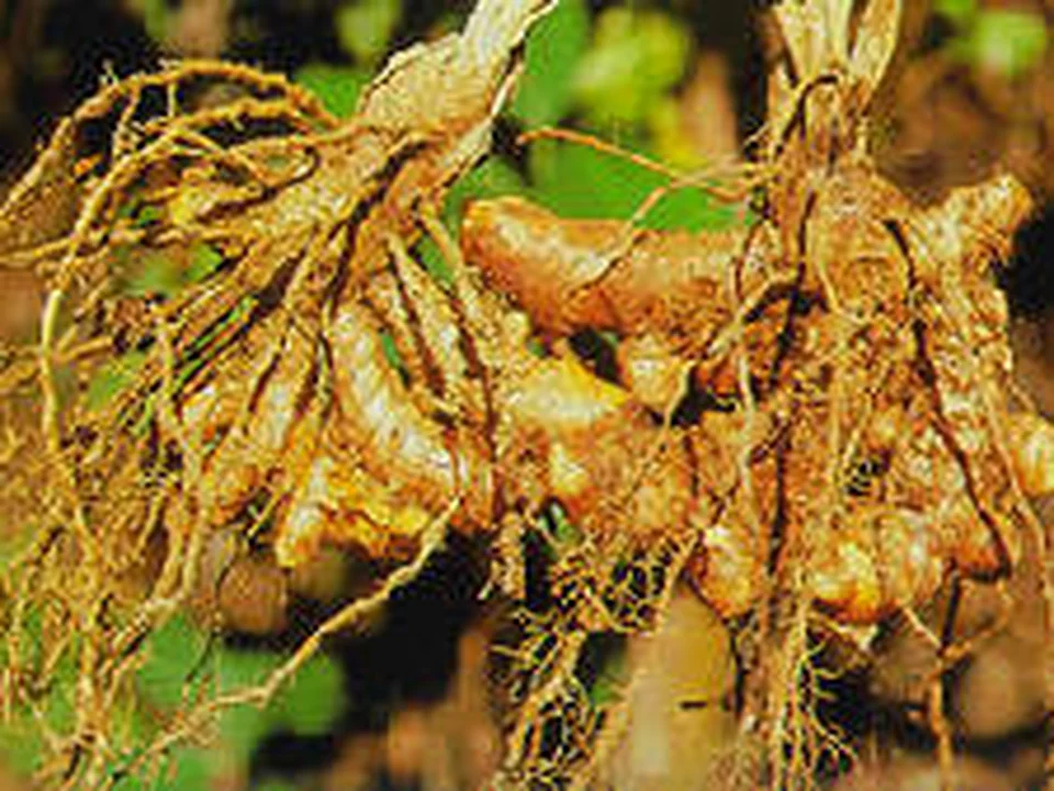 BCM-95™-curcumine
